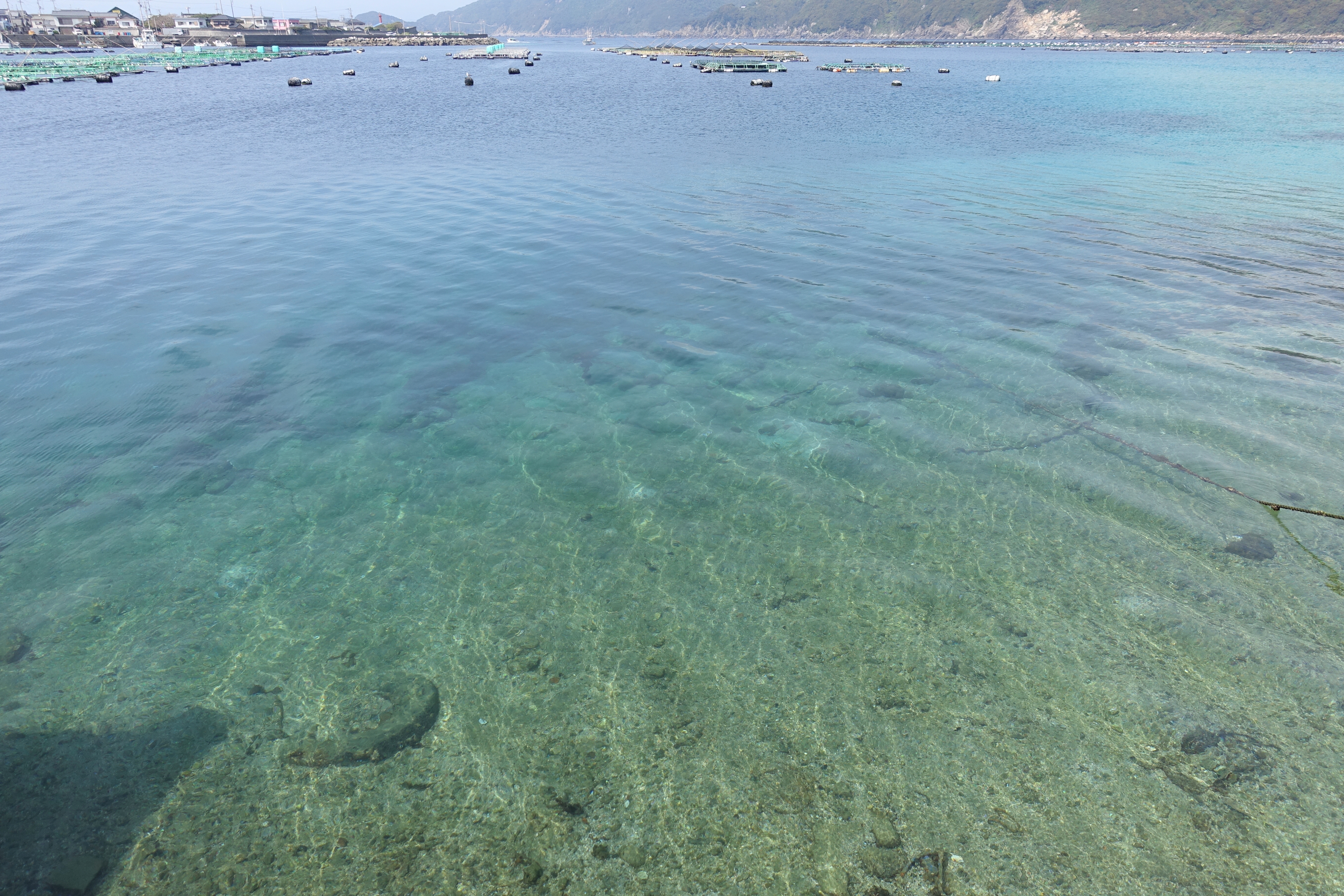 高知県柏島に行ってみた ぷくぷく旅行記