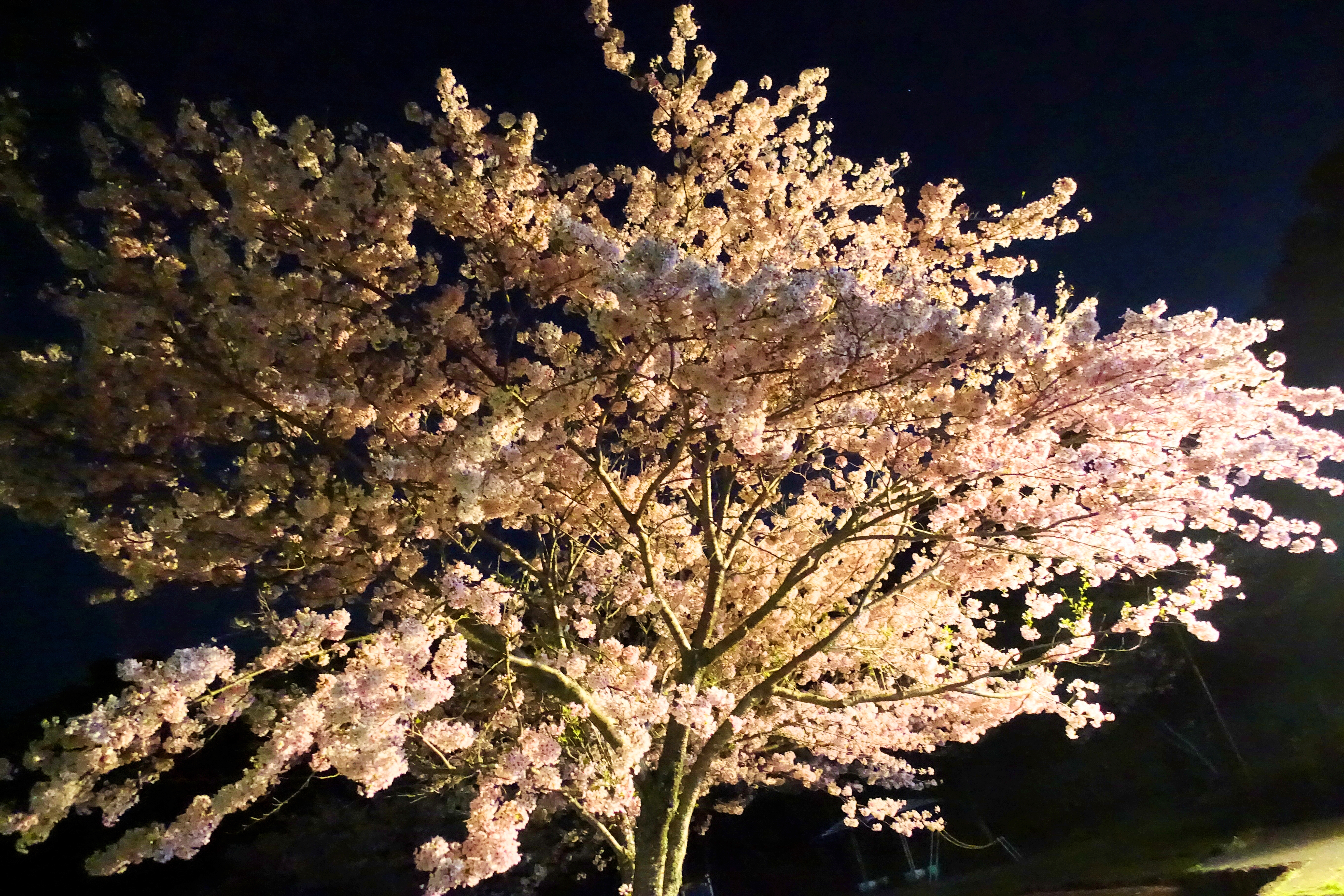 眉山に夜景を見に行ってみた ぷくぷく旅行記