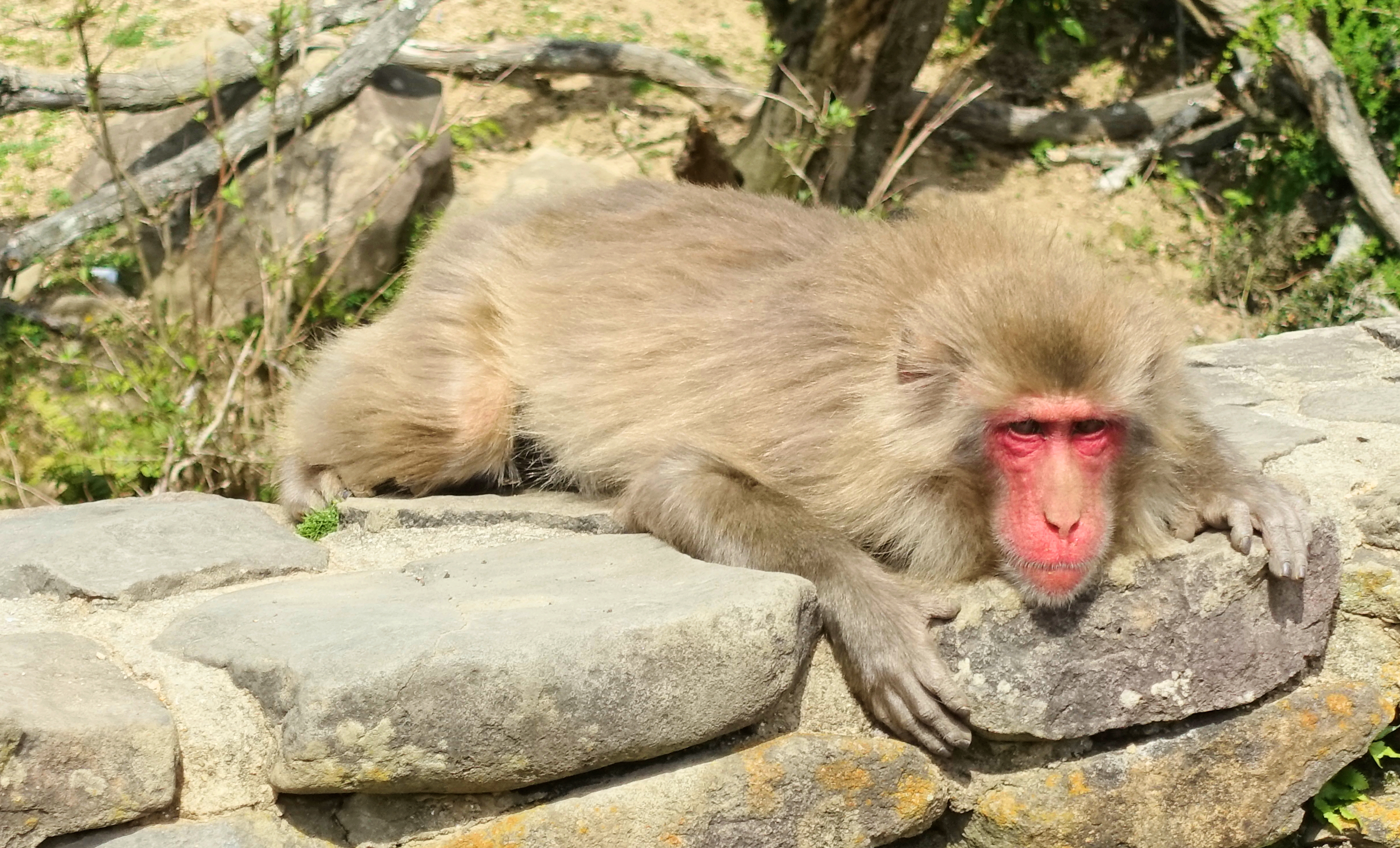 小豆島のお猿の国に行ってみた ぷくぷく旅行記