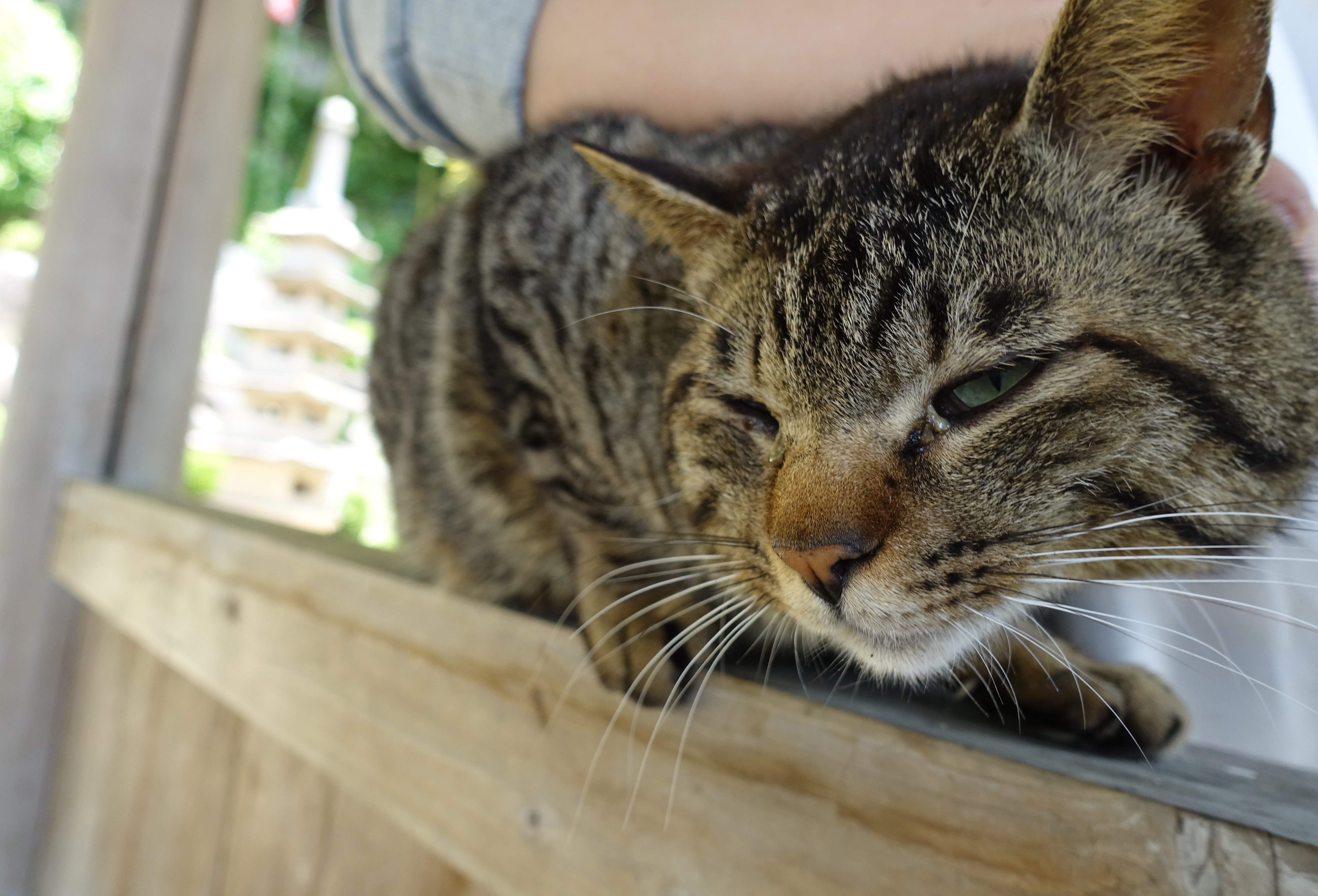 猫に会える川崎観音に行ってみた  ぷくぷく旅行記