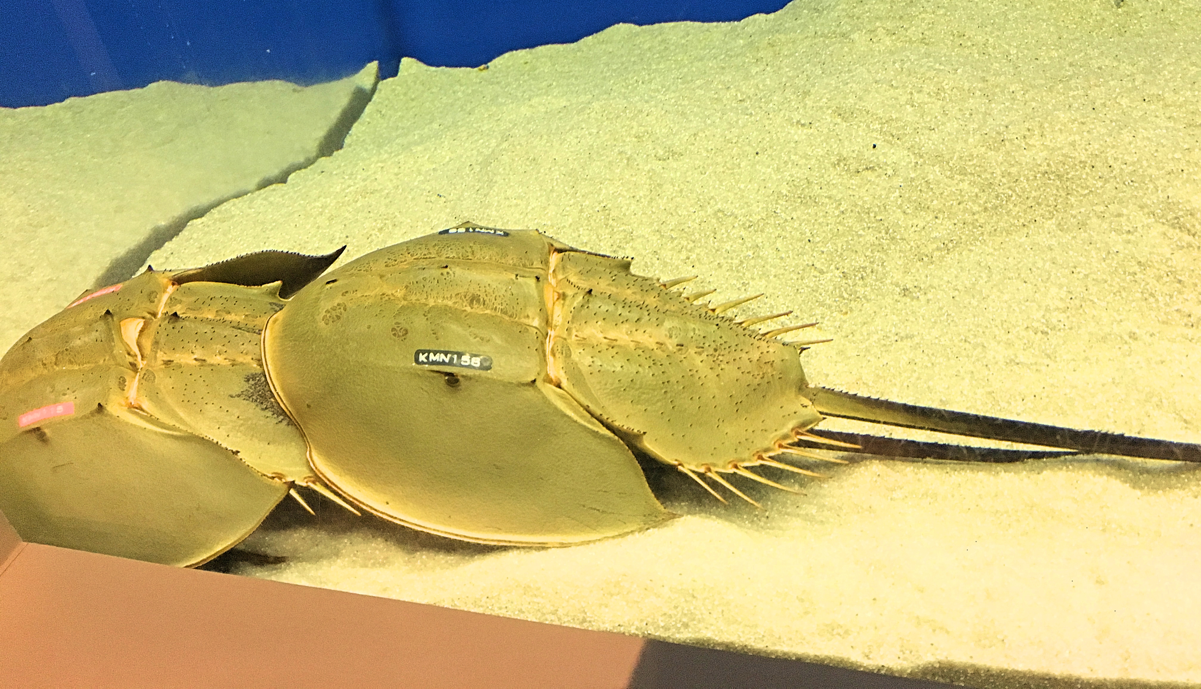 世界で唯一の笠岡市立カブトガニ博物館に行ってみた ぷくぷく旅行記