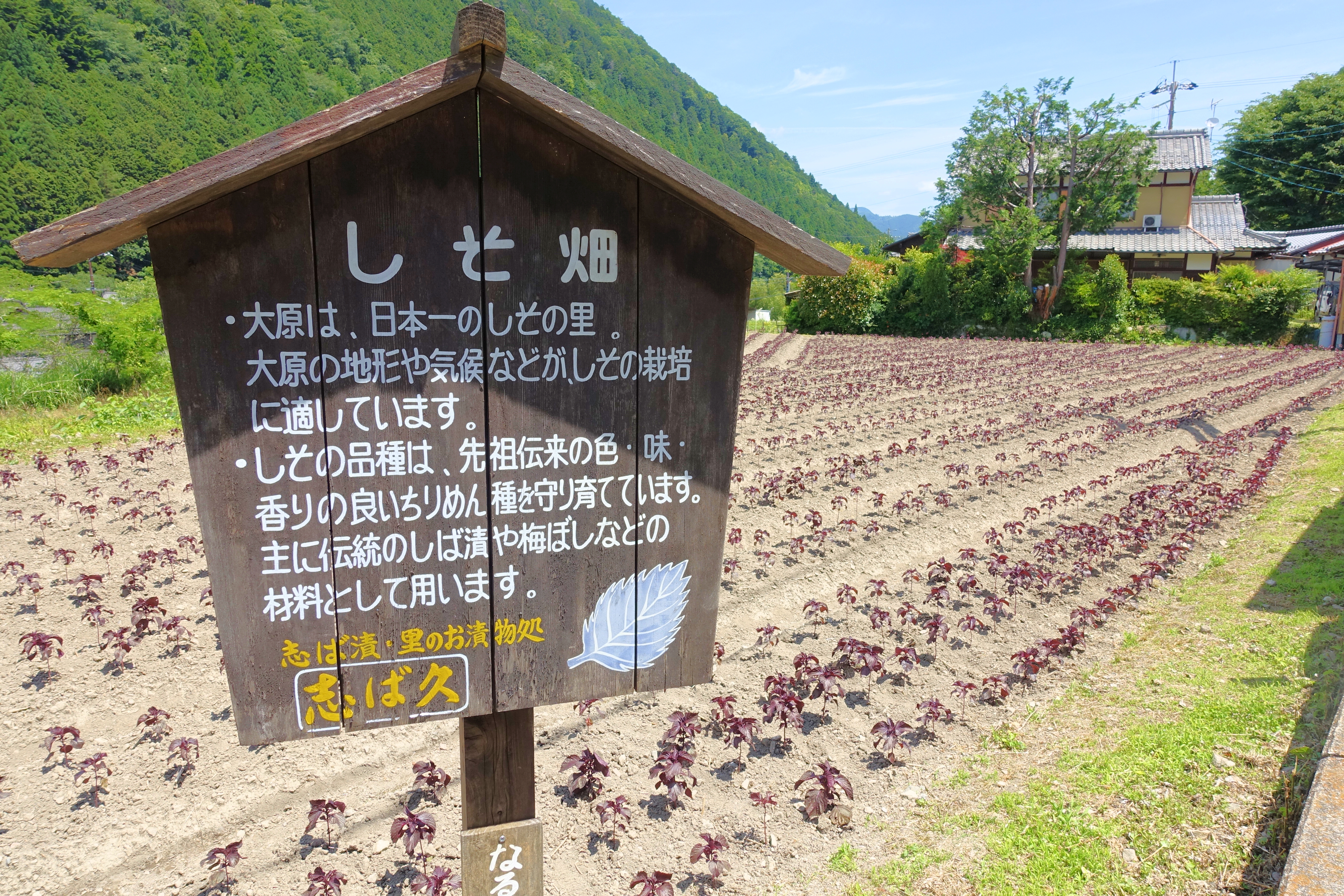 きれいな庭園にかわいいわらべ地蔵が見られる三千院に行ってみた ぷくぷく旅行記